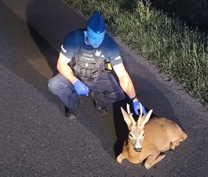 Policjant przy rannym jelonku.