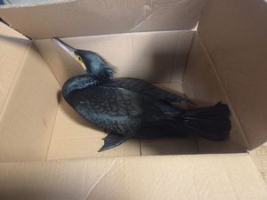 Czarny ptak w kartonowym pudle.